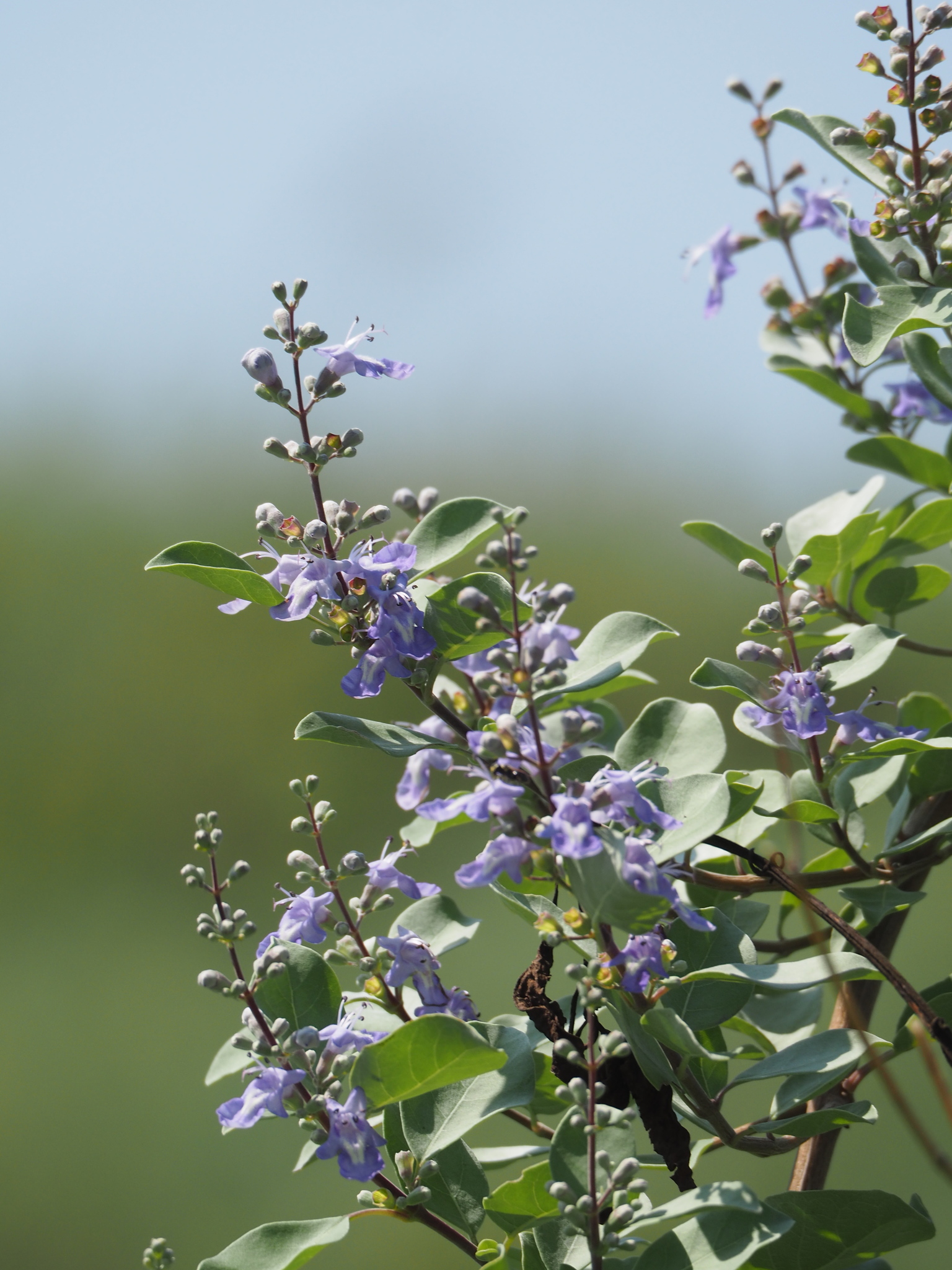 Vitex rotundifolia