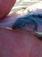 Plestiodon obsoletus