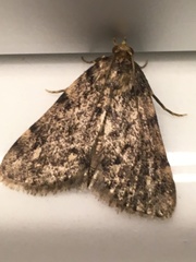 Aglossa pinguinalis