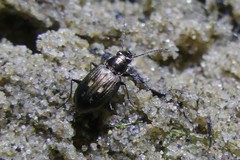Bembidion argenteolum