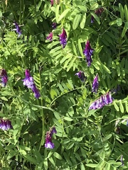 Vicia eriocarpa
