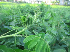 Mimosa diplotricha