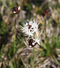 Borya sphaerocephala