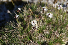 Borya sphaerocephala
