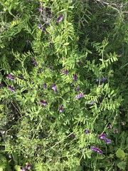 Vicia eriocarpa