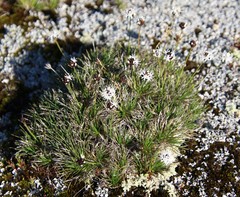 Borya sphaerocephala