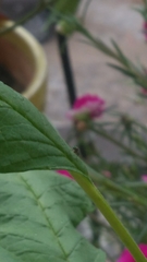 Diptera