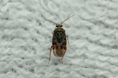 Charagochilus gyllenhalii
