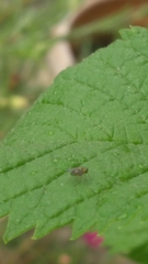 Diptera