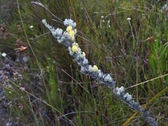 Aspalathus caledonensis