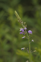 Desmodium illinoense
