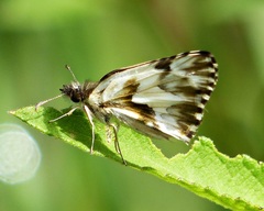 Heliopetes omrina