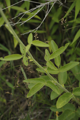 Desmodium illinoense