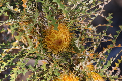 Banksia nobilis
