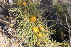 Banksia nobilis