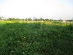 Mimosa diplotricha