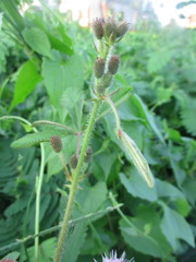 Mimosa diplotricha