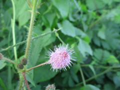 Mimosa diplotricha