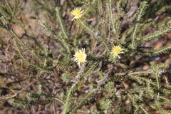 Petrophile ericifolia