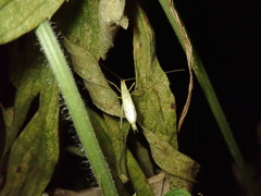 Oecanthus longicauda