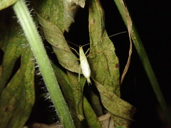 Oecanthus longicauda