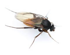 Diplonevra florescens