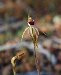 Caladenia longiclavata