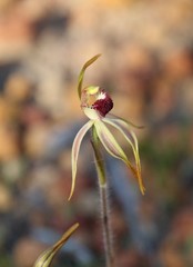 Caladenia longiclavata