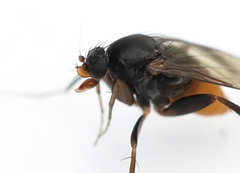 Diplonevra florescens