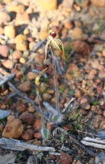 Caladenia longiclavata