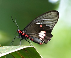 Parides anchises nephalion