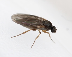 Gymnophora
