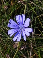 Cichorium intybus