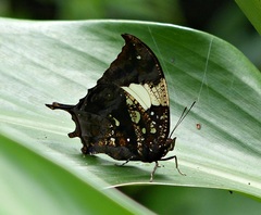 Hypna clytemnestra huebneri