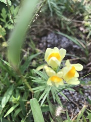 Linaria vulgaris