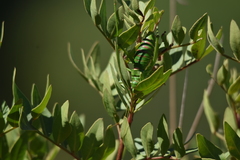 Steropleurus pseudolus