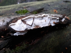 Skeletocutis semipileata