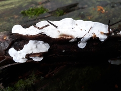 Skeletocutis semipileata