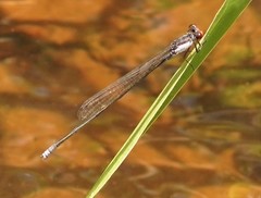 Prodasineura autumnalis