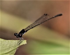 Prodasineura autumnalis