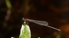 Prodasineura autumnalis