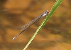 Prodasineura autumnalis