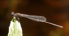 Prodasineura autumnalis