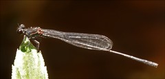 Prodasineura autumnalis