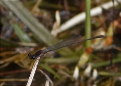 Prodasineura autumnalis