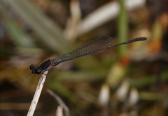 Prodasineura autumnalis