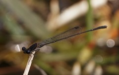 Prodasineura autumnalis