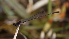 Prodasineura autumnalis