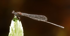Prodasineura autumnalis
