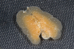 Pseudoceros canadensis